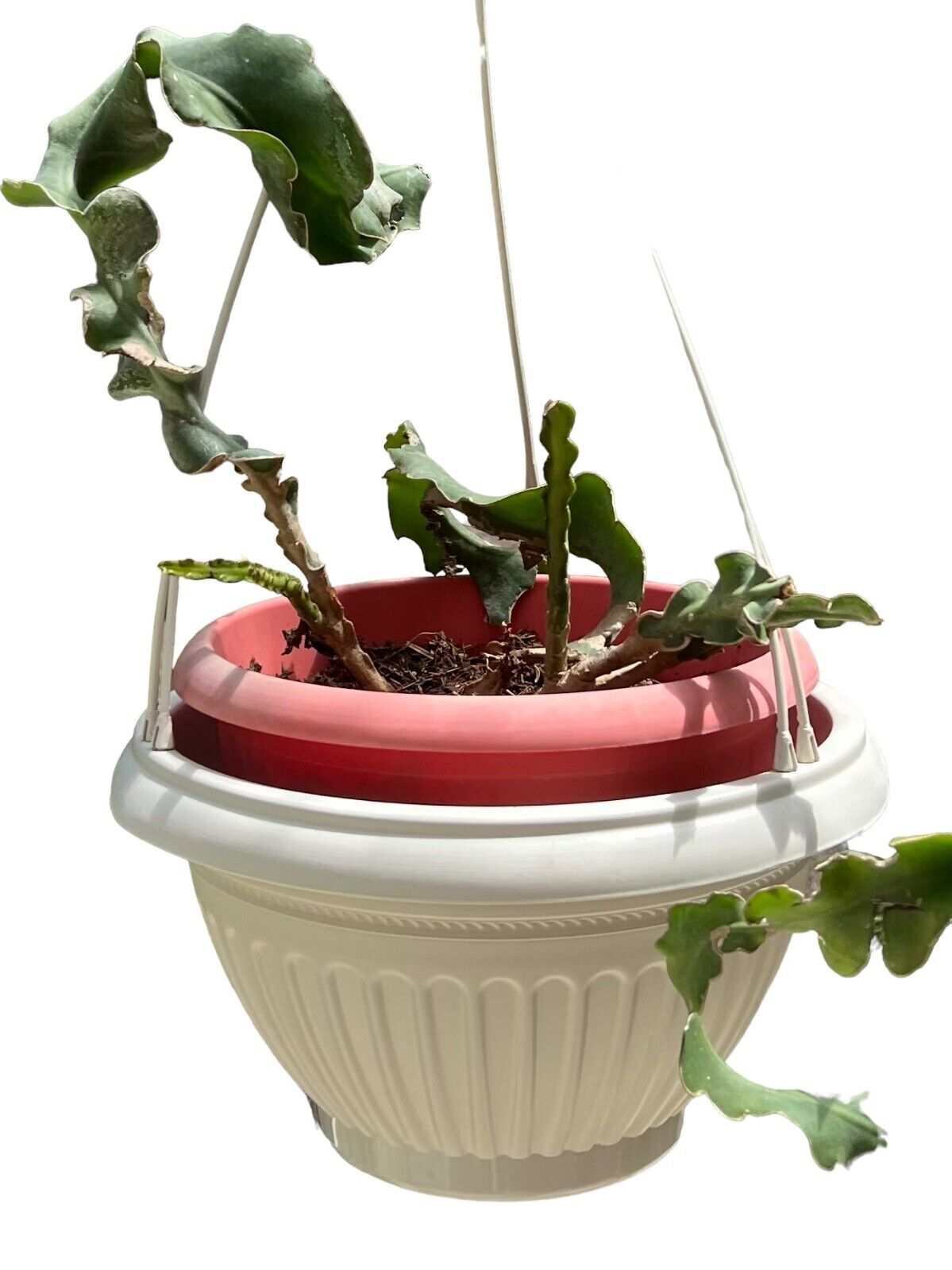 Hanging Plant Flower Planter/Pots Set of 4