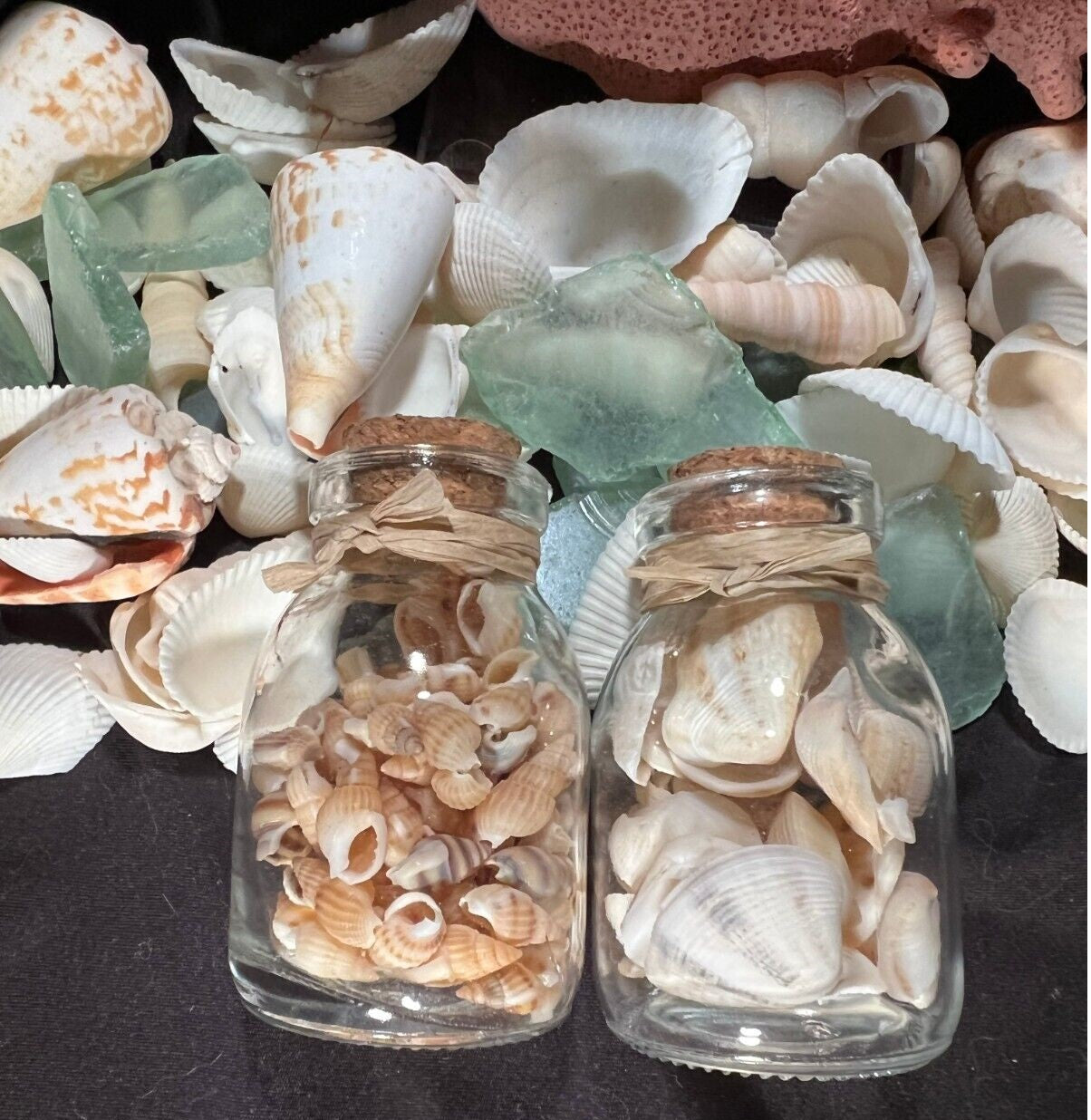 Beach & Sea Shells