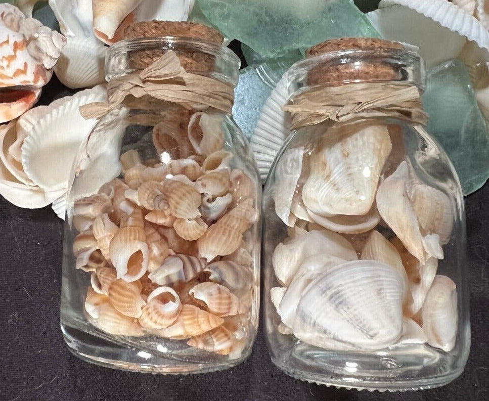 Sea Shells 2 Small Glass Jars Cute