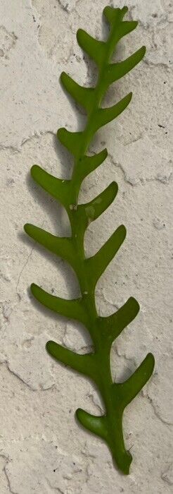 Zig Zag cactus, Epiphyllum anguliger Un-rooted Fresh Cuttings